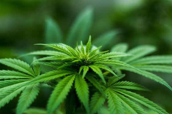 Gorilla Glue Cannabidiol : la fleur au parfum intense et relaxant